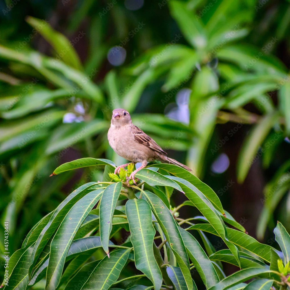 Fototapeta premium bird on the tree