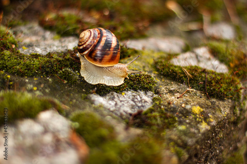 Close up snail on green moss among pebbles. Nature animals concept with copy space outdoor on daylight shot