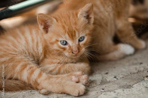 Small brown kitten. Animal. Cat. Portrait. 