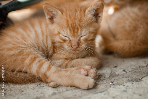 cat sleeping on the floor