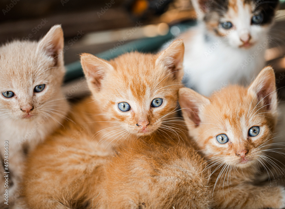 kittens on a white background kittens on a white background