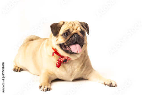 Dog Pug studio sesion white background puppy pet