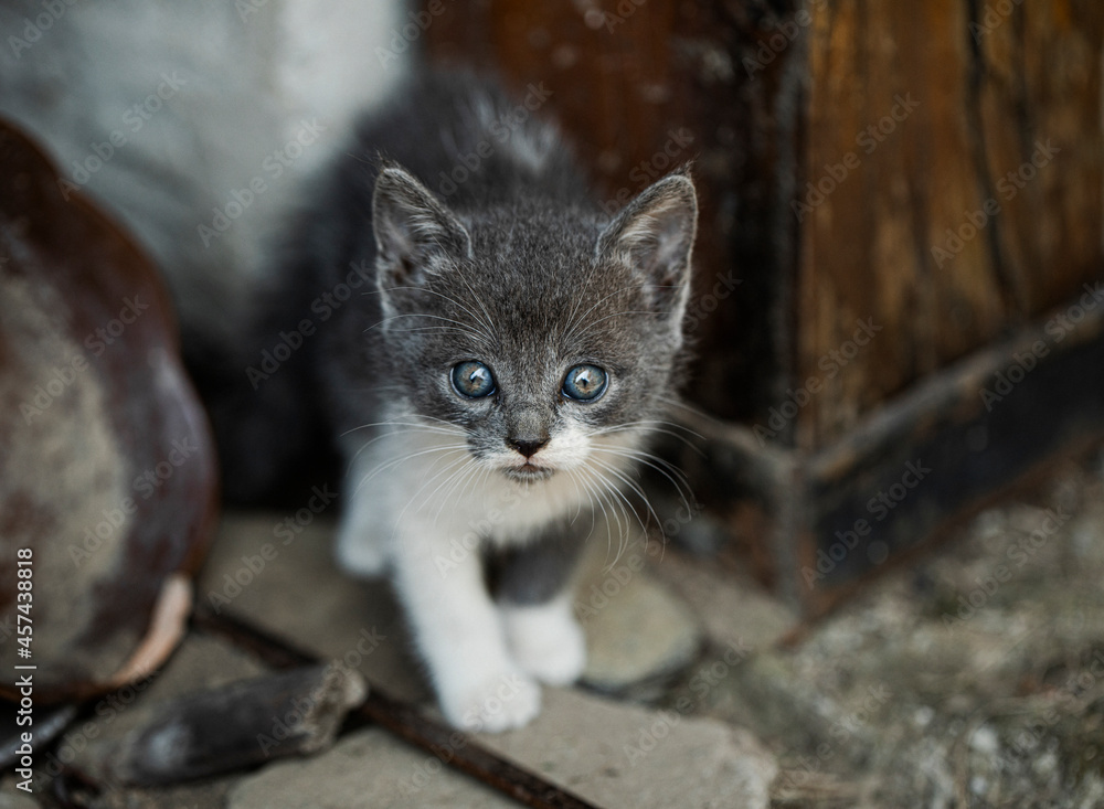 Obraz premium gray cat 