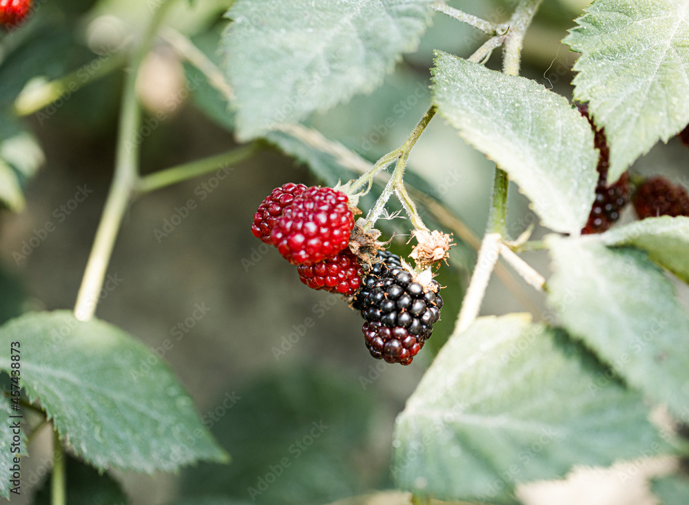 wild strawberry on a branch wild strawberry on a branch