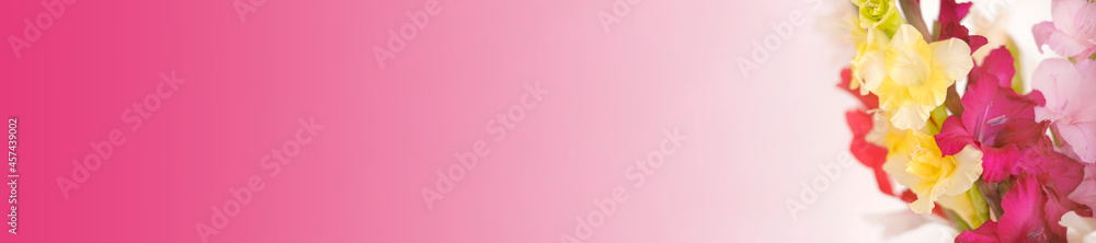 Gladiolus flowers.Floral banner with pink gradient.Beautiful autumn flowers background.
