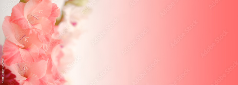 Gladiolus flowers.Floral banner .Beautiful autumn flowers background. Gladiolus flowers.Floral banner .Beautiful autumn flowers background.