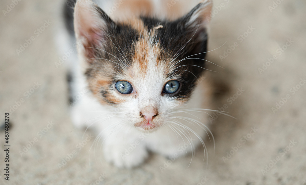 portrait of a cat. Cat kitten. 