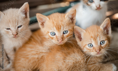 Fototapeta Naklejka Na Ścianę i Meble -  two kittens