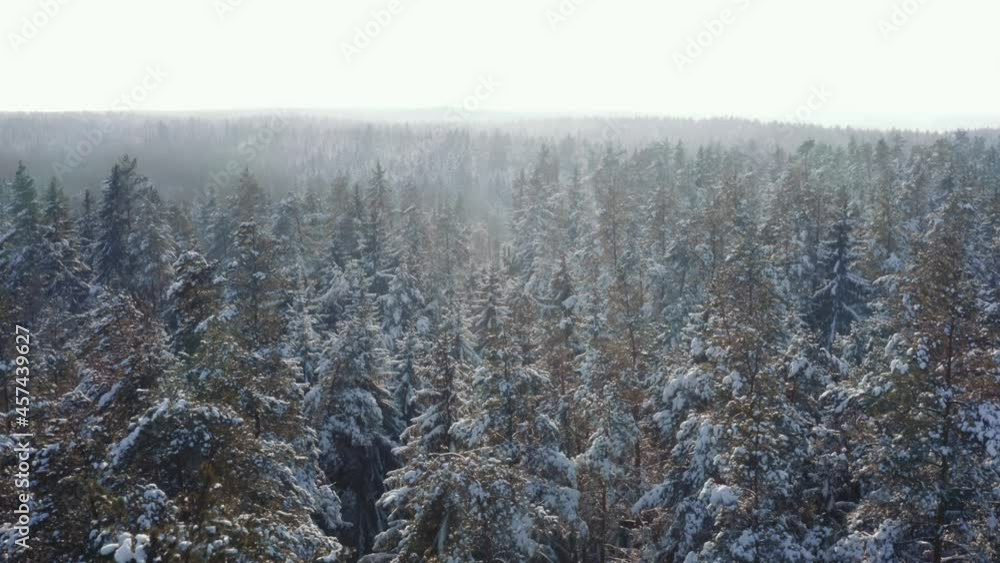 Aerial sunny evening or morning in winter forest, snow covered frozen trees in sun light. Cinematic view, drone flies over amazing hilly landscape. Flyover white woods. Drone flying over treetops Aerial sunny evening or morning in winter forest, snow covered frozen trees in sun light. Cinematic view, drone flies over amazing hilly landscape. Flyover white woods. Drone flying over treetops