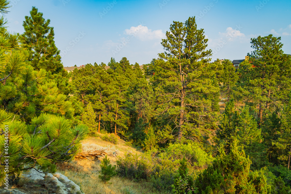 rocky gorges covered with evergreen trees and plants in western Plains of Montana
rocky gorges covered with evergreen trees and plants in western Plains of Montana