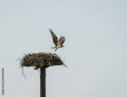 osprey leaving her nest 
