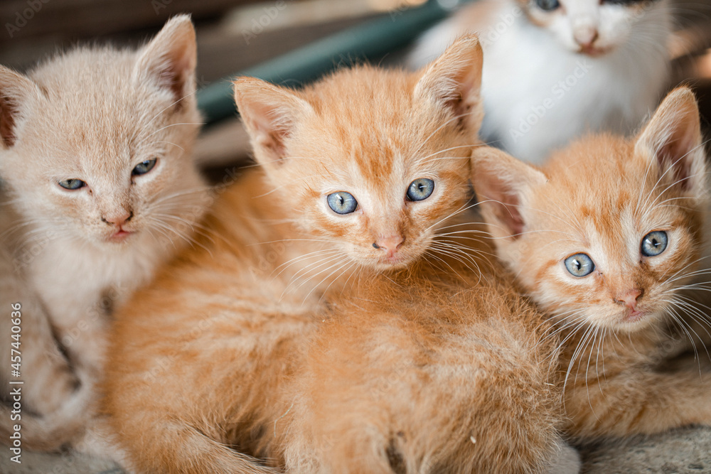 kittens funny portrait. Fun. Kitten.