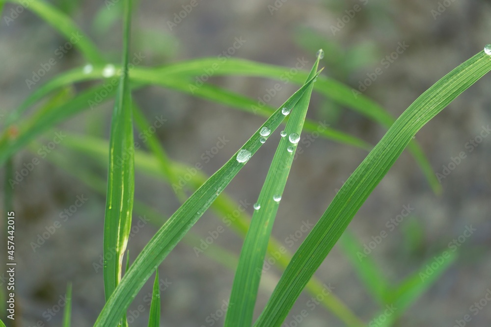 selective focused of wet green rice leaves in garden, water droplet or dew on grass selective focused of wet green rice leaves in garden, water droplet or dew on grass