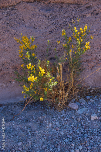 Flowering creosote bush growing next to rocks in the Mojave desert 
