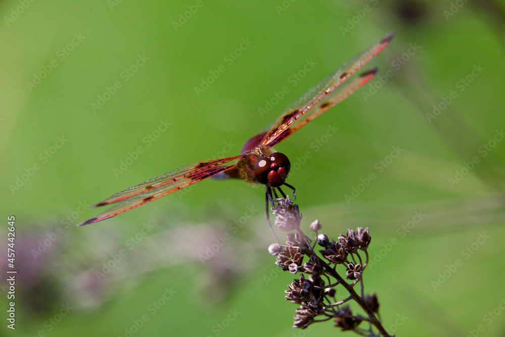 A ruby meadowhawk dragonfly perched along the shoreline of a lake in a provincial park. A ruby meadowhawk dragonfly perched along the shoreline of a lake in a provincial park.