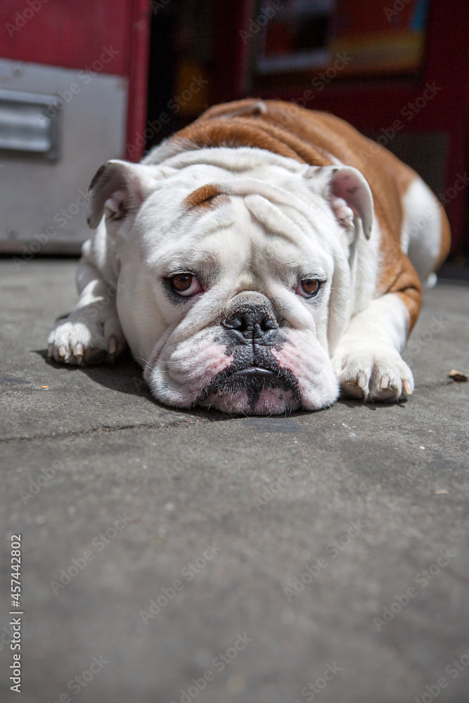 An English bulldog lies in the sun, looking into the camera.