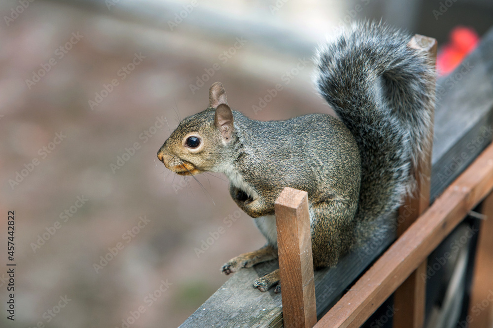 Portrait of a wild squirrel exploring a backyard of a house.