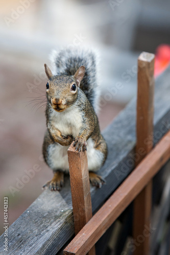 Portrait of a wild squirrel exploring a backyard of a house.