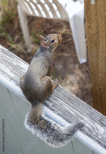 Portrait of a wild squirrel exploring a backyard of a house.