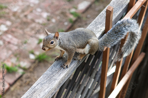 Portrait of a wild squirrel exploring a backyard of a house.