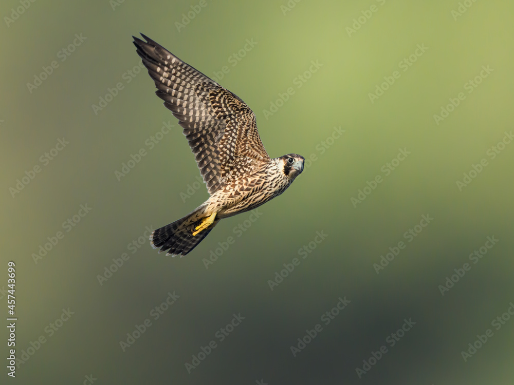 Fototapeta premium Peregrine Falcon in Flight on Blue Sky 