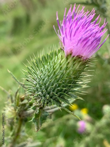 Thistle flower