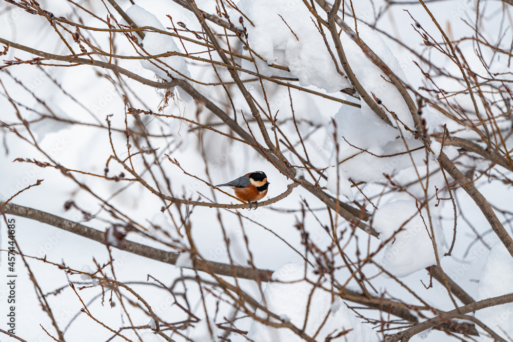 Naklejka premium 겨울에 보이는 새