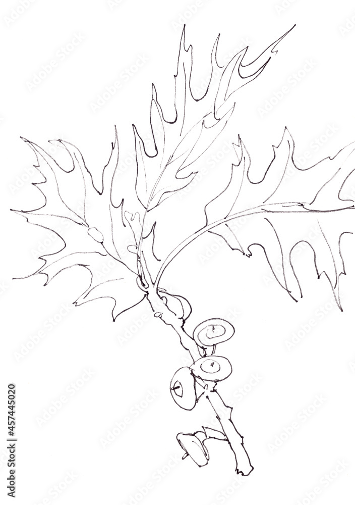 Canadian northern oak branch with acorns graphic linear black and white drawing