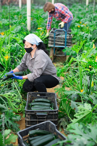 Woman in protective mask harvesting ripe zucchini in the greenhouse