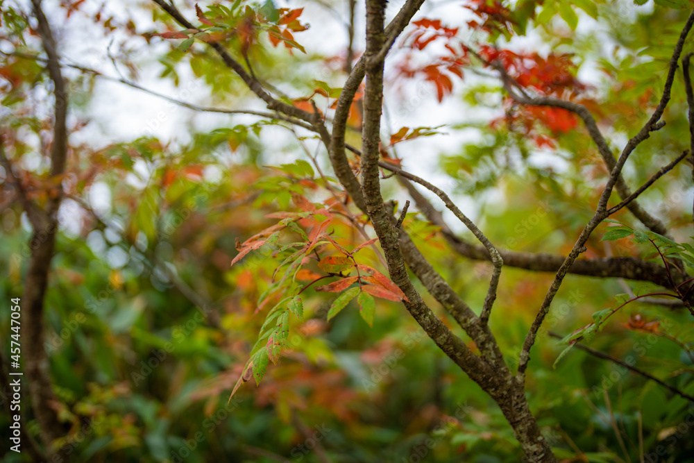 秋の紅葉が始まった長野県北安曇郡小谷村の栂池自然園の展望台までトレッキングしている風景 A view of trekking to the observatory of Tsugaike Nature Park in Otari Village, Kita-Azumi-gun, Nagano Prefecture, where the autumn leaves have begun to cha 秋の紅葉が始まった長野県北安曇郡小谷村の栂池自然園の展望台までトレッキングしている風景 A view of trekking to the observatory of Tsugaike Nature Park in Otari Village, Kita-Azumi-gun, Nagano Prefecture, where the autumn leaves have begun to cha