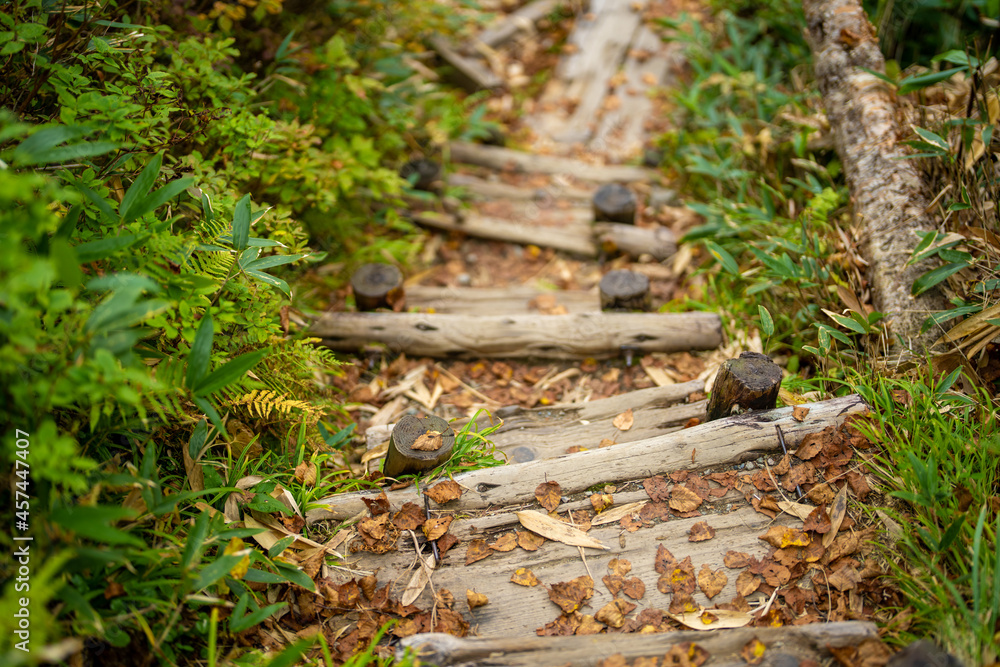 秋の紅葉が始まった栂池自然園の展望台までトレッキングしている風景 A view of trekking to the observatory of Tsugaike Nature Park, where the autumn leaves have started to change color. 秋の紅葉が始まった栂池自然園の展望台までトレッキングしている風景 A view of trekking to the observatory of Tsugaike Nature Park, where the autumn leaves have started to change color.