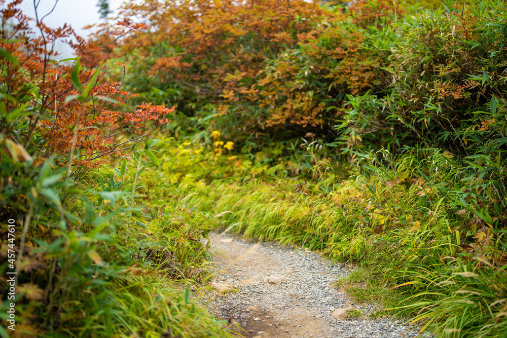 秋の紅葉が始まった栂池自然園の展望台までトレッキングしている風景 A view of trekking to the observatory of Tsugaike Nature Park, where the autumn leaves have started to change color. 秋の紅葉が始まった栂池自然園の展望台までトレッキングしている風景 A view of trekking to the observatory of Tsugaike Nature Park, where the autumn leaves have started to change color.