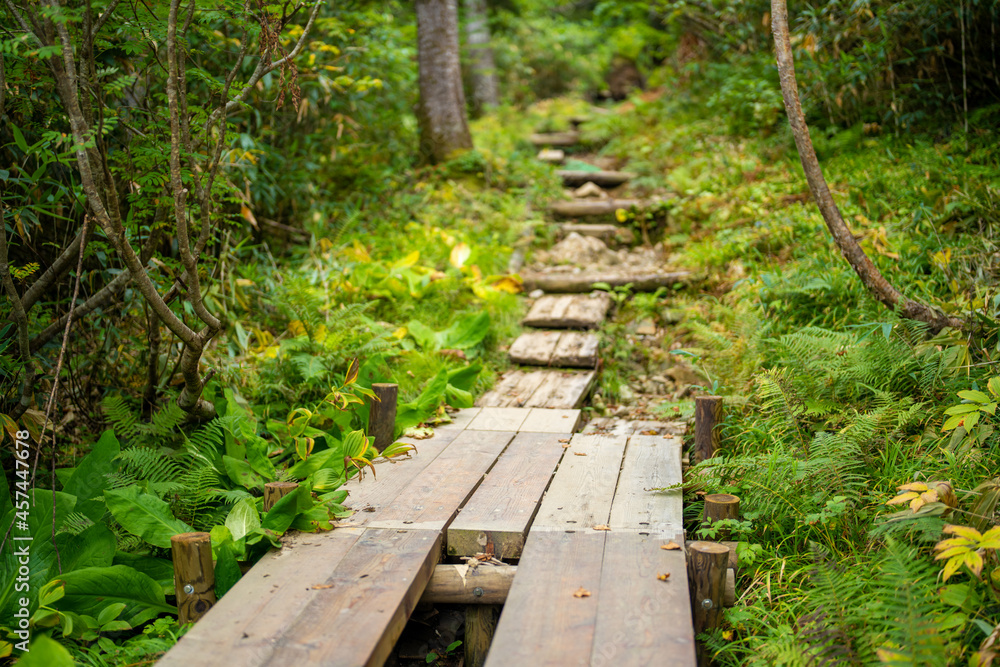 秋の紅葉が始まった栂池自然園の展望台までトレッキングしている風景 A view of trekking to the observatory of Tsugaike Nature Park, where the autumn leaves have started to change color. 秋の紅葉が始まった栂池自然園の展望台までトレッキングしている風景 A view of trekking to the observatory of Tsugaike Nature Park, where the autumn leaves have started to change color.