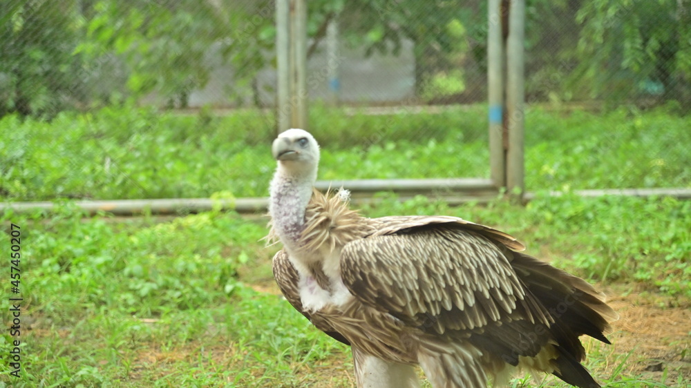 Fototapeta premium white backed vulture