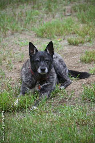 Fototapeta Naklejka Na Ścianę i Meble -  mixed breed dog lying in the grass staring