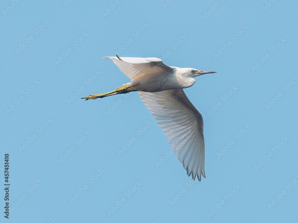 snowy egret in flight across the blue sky snowy egret in flight across the blue sky