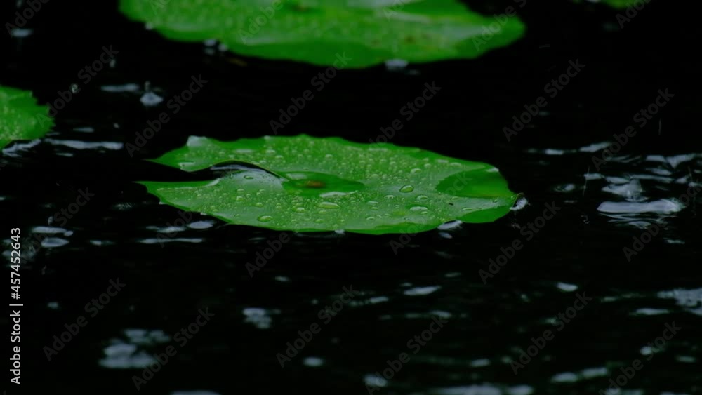 The rain fell on the natural green leaves of the water lilies in the pond. In the rainy season, the weather climate is humid, fresh, and water droplets and dew on the surface of the tropical plants. The rain fell on the natural green leaves of the water lilies in the pond. In the rainy season, the weather climate is humid, fresh, and water droplets and dew on the surface of the tropical plants.