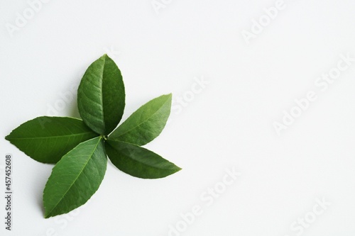 背景 緑の葉 レモンの葉 イメージ