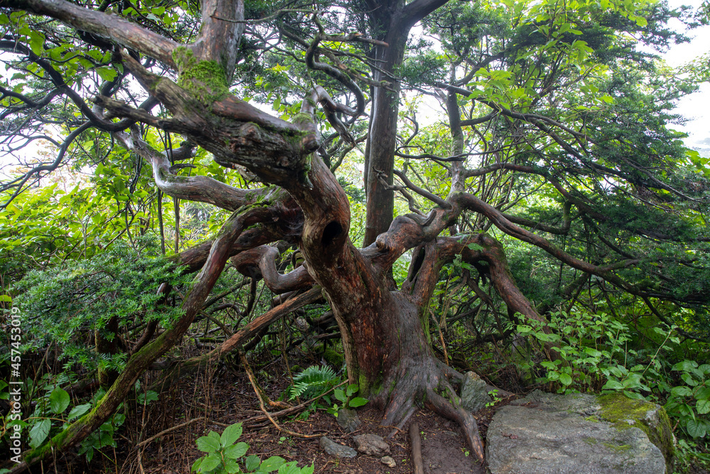 Obraz premium 뿌리깊은 나무