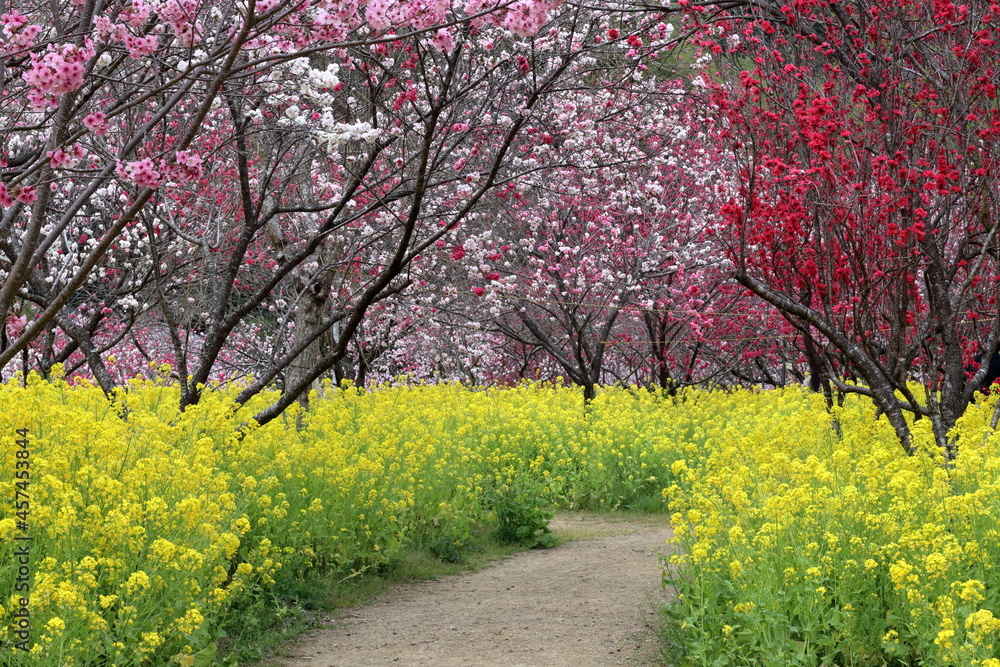 Naklejka premium 咲き誇る花々 西川花公園 春 （高知県 香南市）