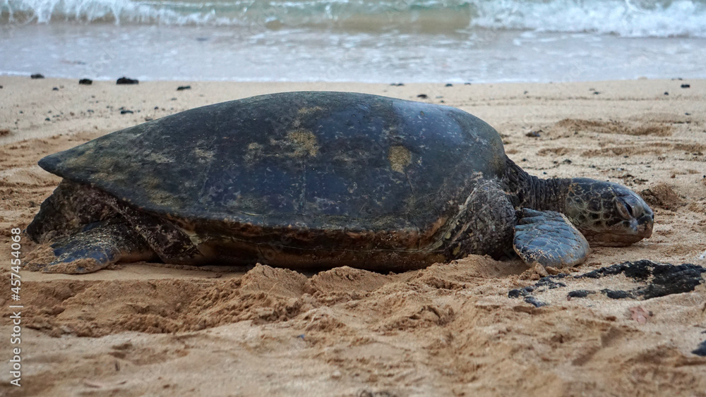 Endangered Hawaiian green sea turtle basking on the beach in Kauai