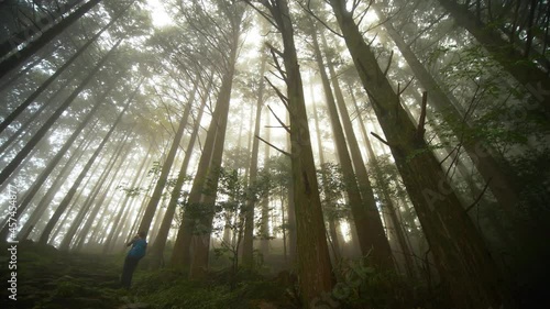 Pan, hiker pauses amongst forest shrouded in fog, Kumano Kodo Japan photo