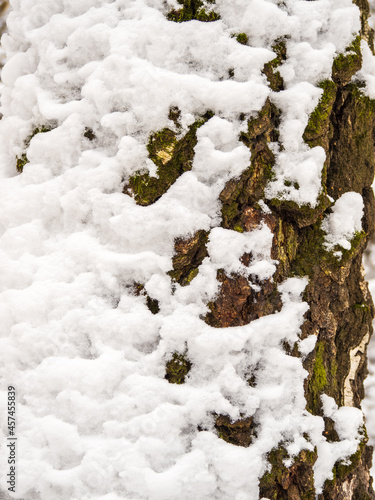 Close up view of tree trunk covered with fresh snow. Winter forest background