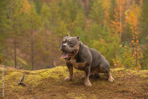The dog is sitting on the edge of a cliff against the background of a beautiful autumn forest.