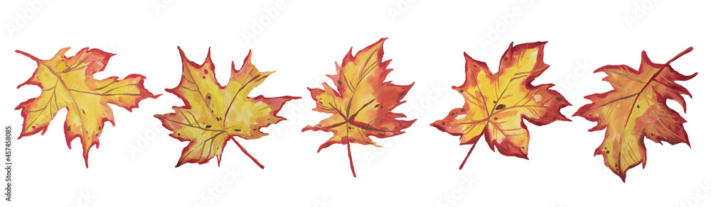 set of maple leaves with watercolor hand drawn isolated on white background , leaf of colorful beautiful autumn. set of maple leaves with watercolor hand drawn isolated on white background , leaf of colorful beautiful autumn.