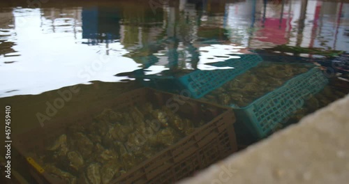 Submerged oyster packets in water tank, Arcachon bay photo