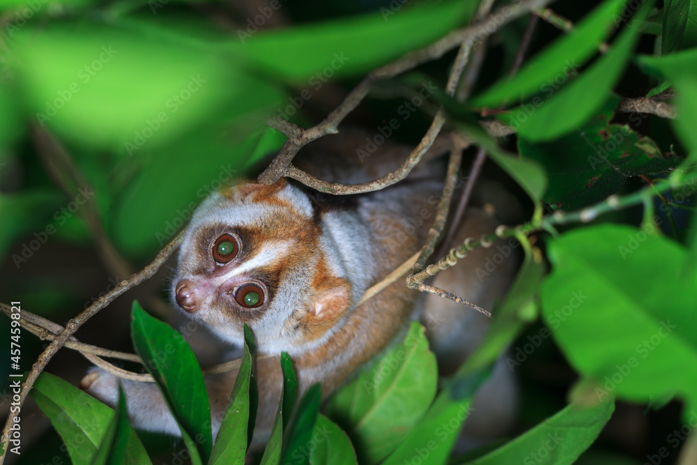 Slow Loris monkey on tree Slow Loris monkey on tree