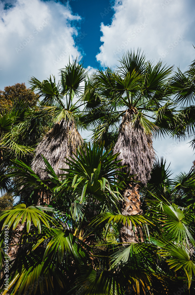 Obraz premium Trees in the park