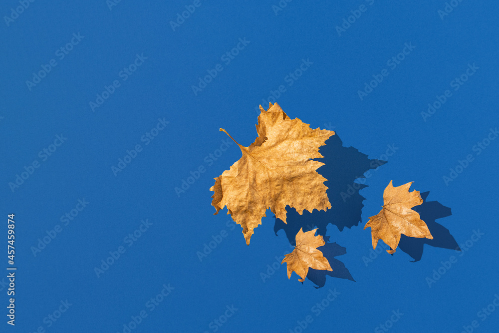Autumn leaves fly above the blue background. Season concept. Minimal nature travel idea Autumn leaves fly above the blue background. Season concept. Minimal nature travel idea