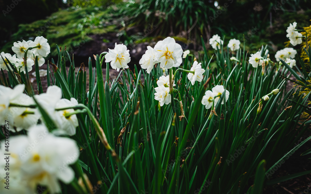 white spring flowers white spring flowers
